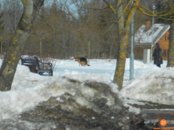 Sakopsim aiz sava suņa!