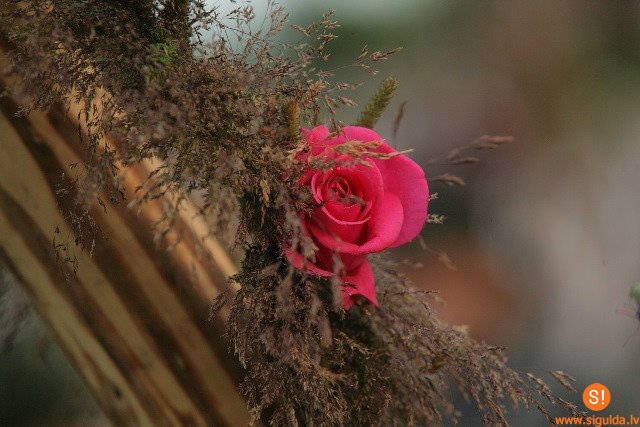 Maijas dienā Turaidā – zibakcija „Atzīsties mīlestībā!”