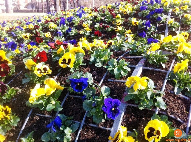 Siguldas novadā krāšņi zied atraitnītes