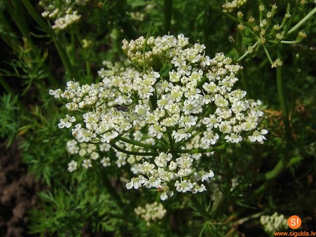 Allažu ķimelim svinēsim 190