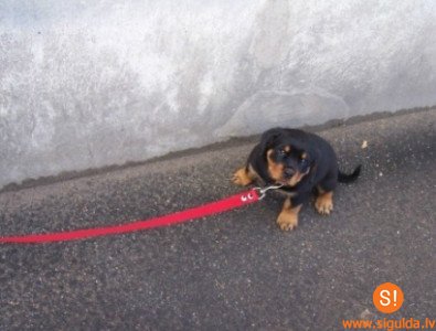 Aicina pievērst uzmanību dzīvnieku turēšanas noteikumiem