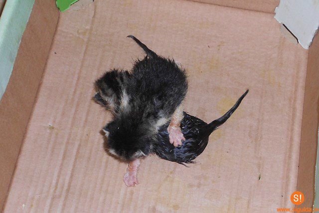 Aicina atsaukties aculieciniekus!