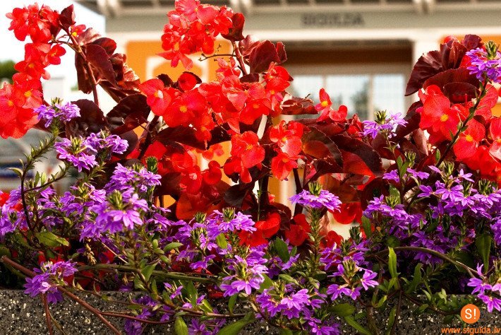 Šonedēļ Siguldas novadā: Jura Zīles izstādes atklāšana, sporta sacensības un orķestra koncerts Turaidā