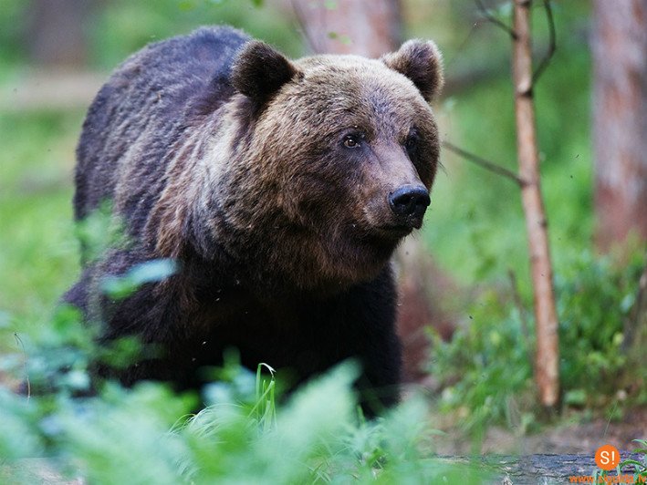 Brīdinājums – mežā lācis!