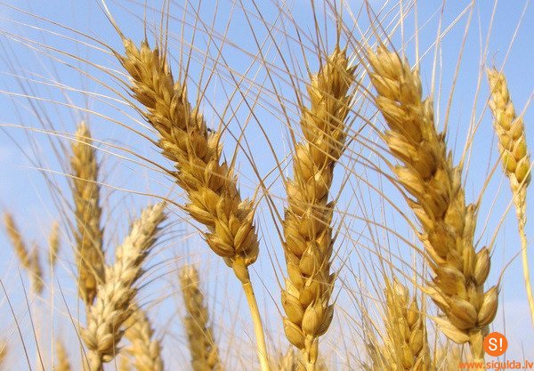 Ražas svētki Allažos