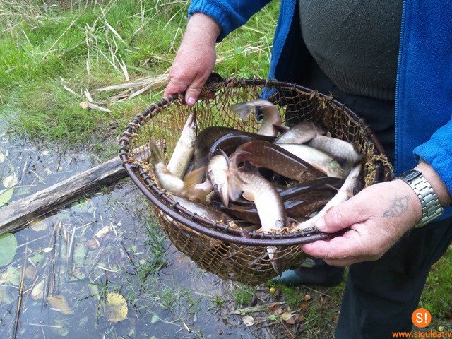 Jūdažu ezerā ielaisti līdaku mazuļi