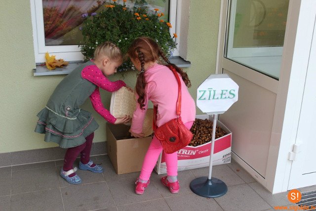 Bērnudārza „Ieviņa” bērni, vecāki un darbinieki vāc zīles dzīvniekiem