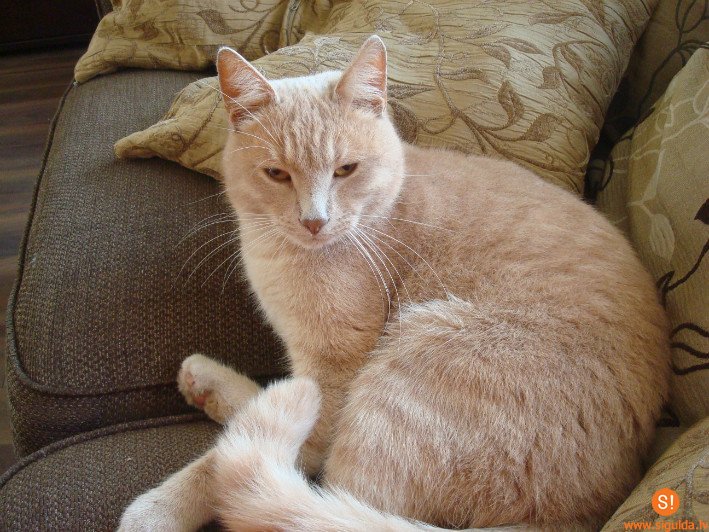 Pazudis smilšu krāsas kaķis