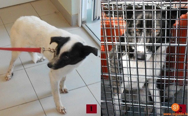 Lūdz atsaukties divu suņu saimniekus