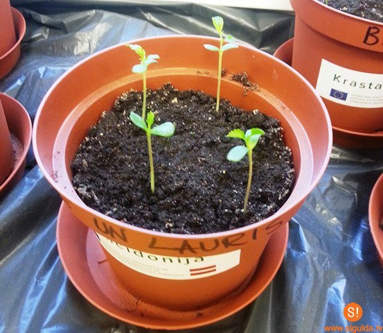 Laurenču sākumskolas skolēni piedalās projektā „Dārznīca”