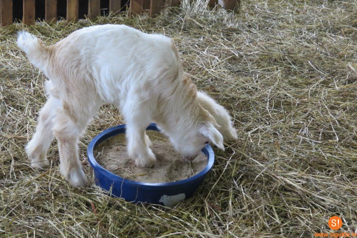 Uzņēmējs daudzbērnu vai mazturīgām ģimenēm dāvina āzīšus