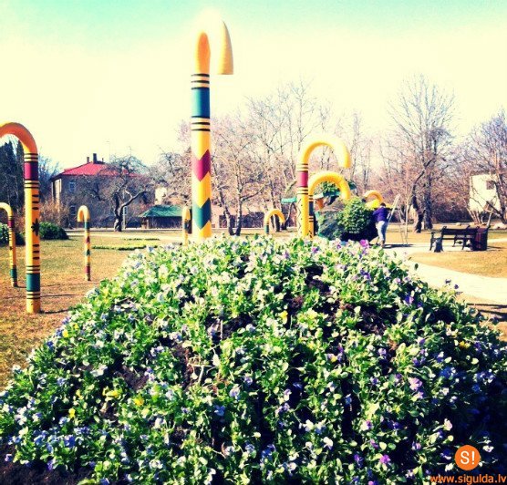 Siguldā uzzied pirmās pavasara puķes