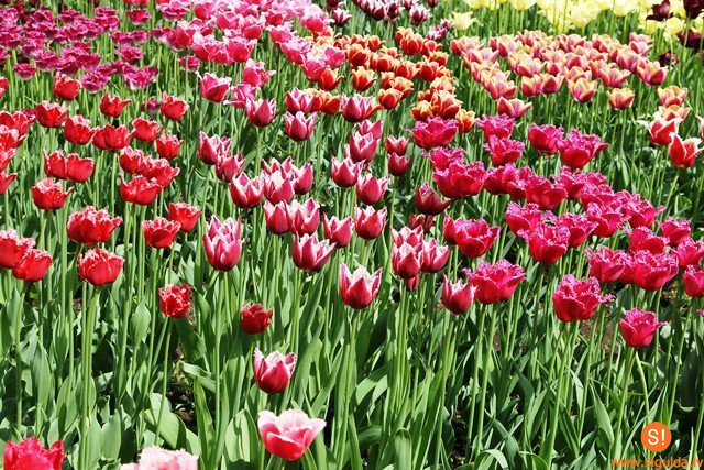 Siguldas novada Kultūras centrā šajā nedēļas nogalē apskatāma tulpju izstāde