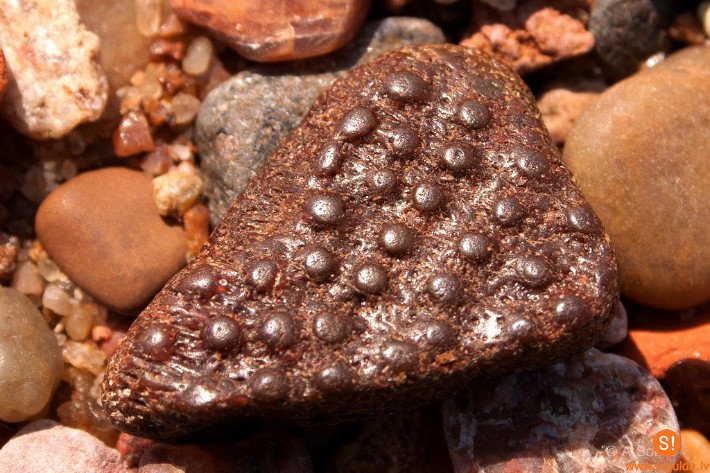 Dabas koncertzālē Gaujas senielejā skanēs bruņuzivs stāsti (VIDEO)