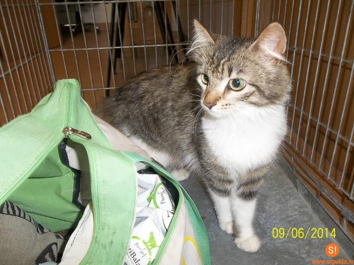 Meklē jaunus saimniekus pamestam kaķim