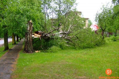 Aicina laicīgi likvidēt bīstamos kokus