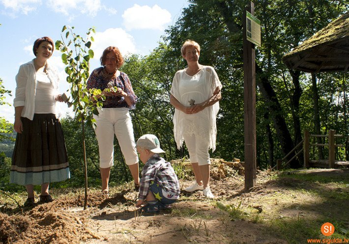 Atjaunota siguldiešu Mīlestības liepa