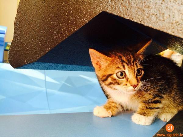 Aicina atsaukties kaķēna īpašniekus