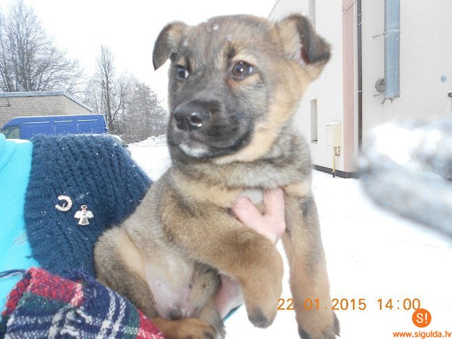 Lūdz atsaukties četru suņu saimniekus