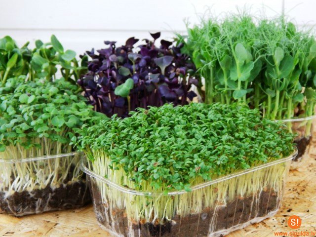 Aicina uz sarunu ciklu „Zaļā dzīvesveida seriāls” Siguldas pagasta Kultūras namā