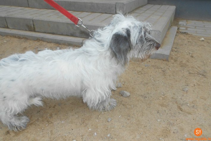 Aicina atsaukties suņa saimnieku