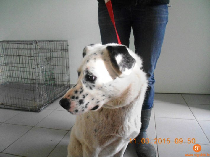 Pašvaldības policija lūdz atsaukties suņa saimniekus