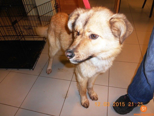 Lūdz atsaukties suņa saimnieku