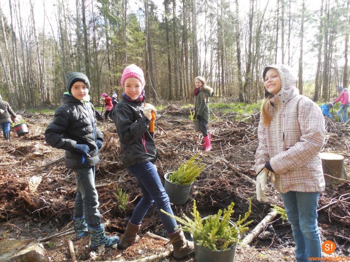 Siguldas 1.pamatskolas skolēni Allažos stāda mežu