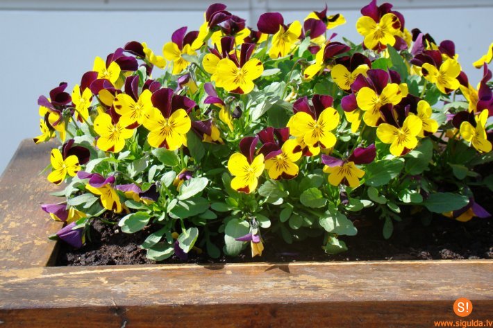 Siguldas apstādījumos sastādīti 5000 atraitnīšu stādi