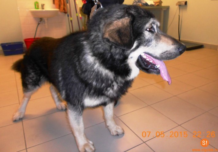 Lūgums atsaukties suņa saimniekam