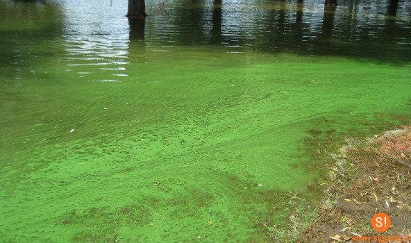 Jūdažu ezerā konstatētas zilaļģes, ezerā peldēties aizliegts!