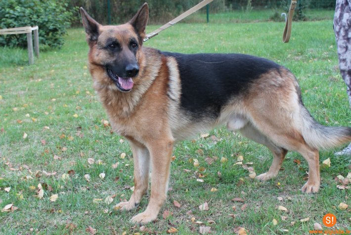 Aicina atsaukties suņa saimnieku