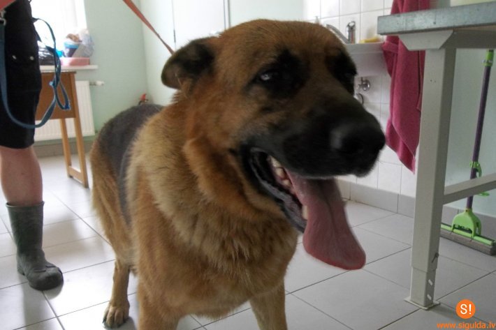 Aicina atsaukties suņa saimnieku