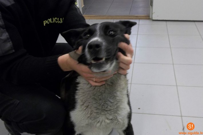 Aicina atsaukties suņa saimniekus