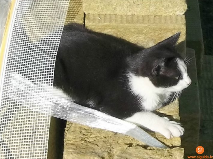 Aicina atsaukties kaķa saimniekus