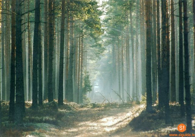 Notiks seminārs par atbalstu mežu īpašniekiem