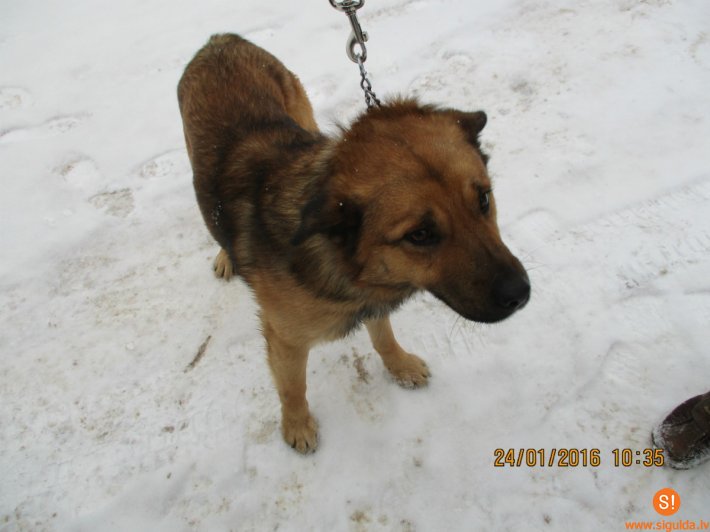 Aicina atsaukties suņa saimnieku