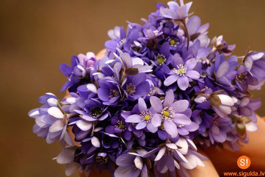 Šonedēļ Siguldas novadā – deju kolektīva „Sidrabdancis” jubileja, koncerti, skates un sports