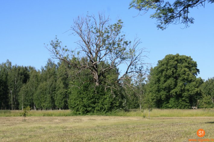 Siguldas novada pašvaldība aicina pieteikties dendrologus – ekspertus bīstamo ošu apsekošanai