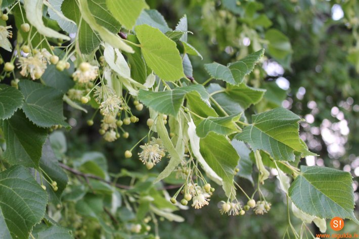 „Sprīdīša skolas” liepziedu laika radošās darbnīcas Morē