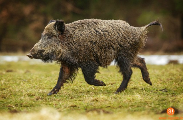 Allažu pagasts pasludināts par Āfrikas cūku mēra karantīnas teritoriju