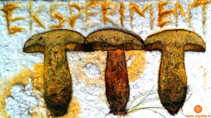 Papīra gatavošana no augiem papīrmākslas darbnīcā „Viktora vēstules”