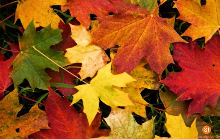 Aicina pieteikties tirdzniecībai Rudens gadatirgū