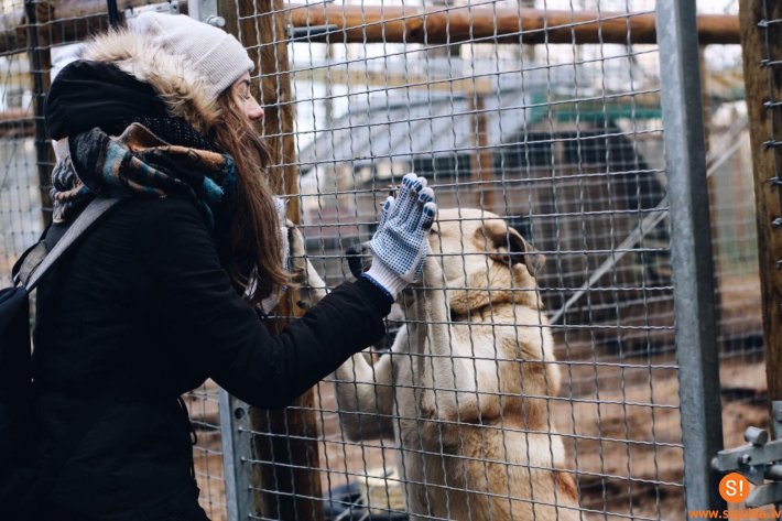 Siguldas Valsts ģimnāzijas skolēni palīdz dzīvnieku patversmē „Ulubele”
