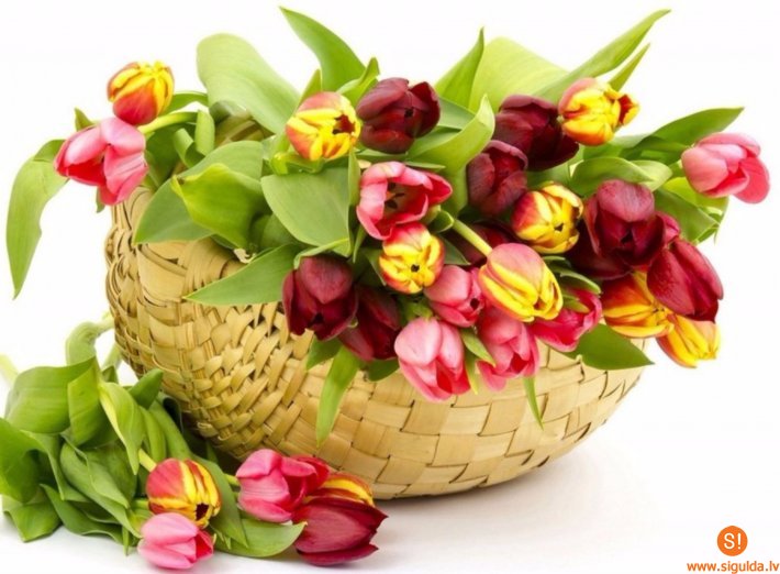 Siguldas novada iedzīvotājas svin 101 un 103 gadu jubilejas