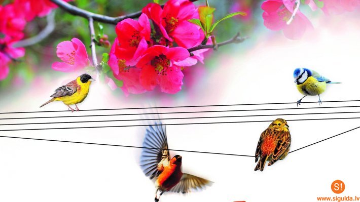 Notiks vokālo ansambļu festivāls „Mēs dziedam Siguldai”