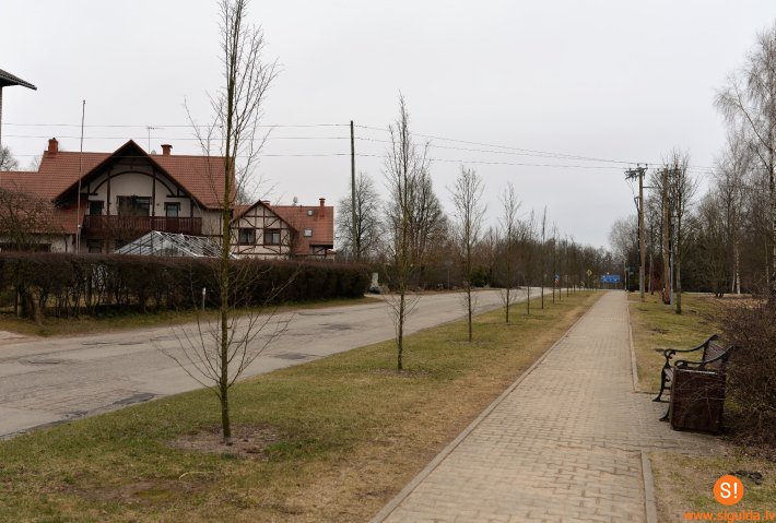 Tiek atjaunoti kokaugu stādījumi pilsētā