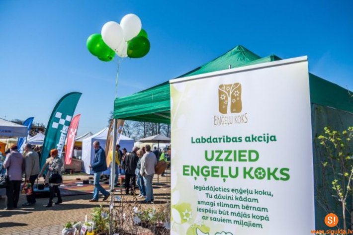 Stādu parādē notiks gadskārtējā labdarības akcija „Uzzied eņģeļu koks”