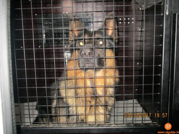 Pašvaldības policija patversmē nogādājusi klaiņojošu suni