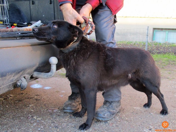 Pašvaldības policija patversmē nogādājusi Allažos klaiņojošu suni